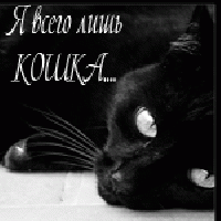 koshka